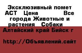 Эксклюзивный помет АСТ › Цена ­ 30 000 - Все города Животные и растения » Собаки   . Алтайский край,Бийск г.